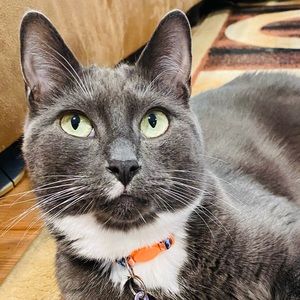 Meet your Posher, Brittney